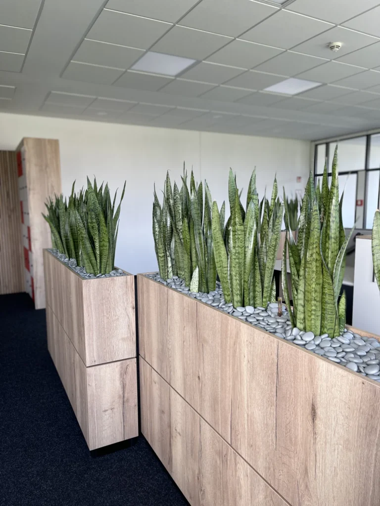 Aufrechte Pflanzen in einem Raumteiler in Holzoptik