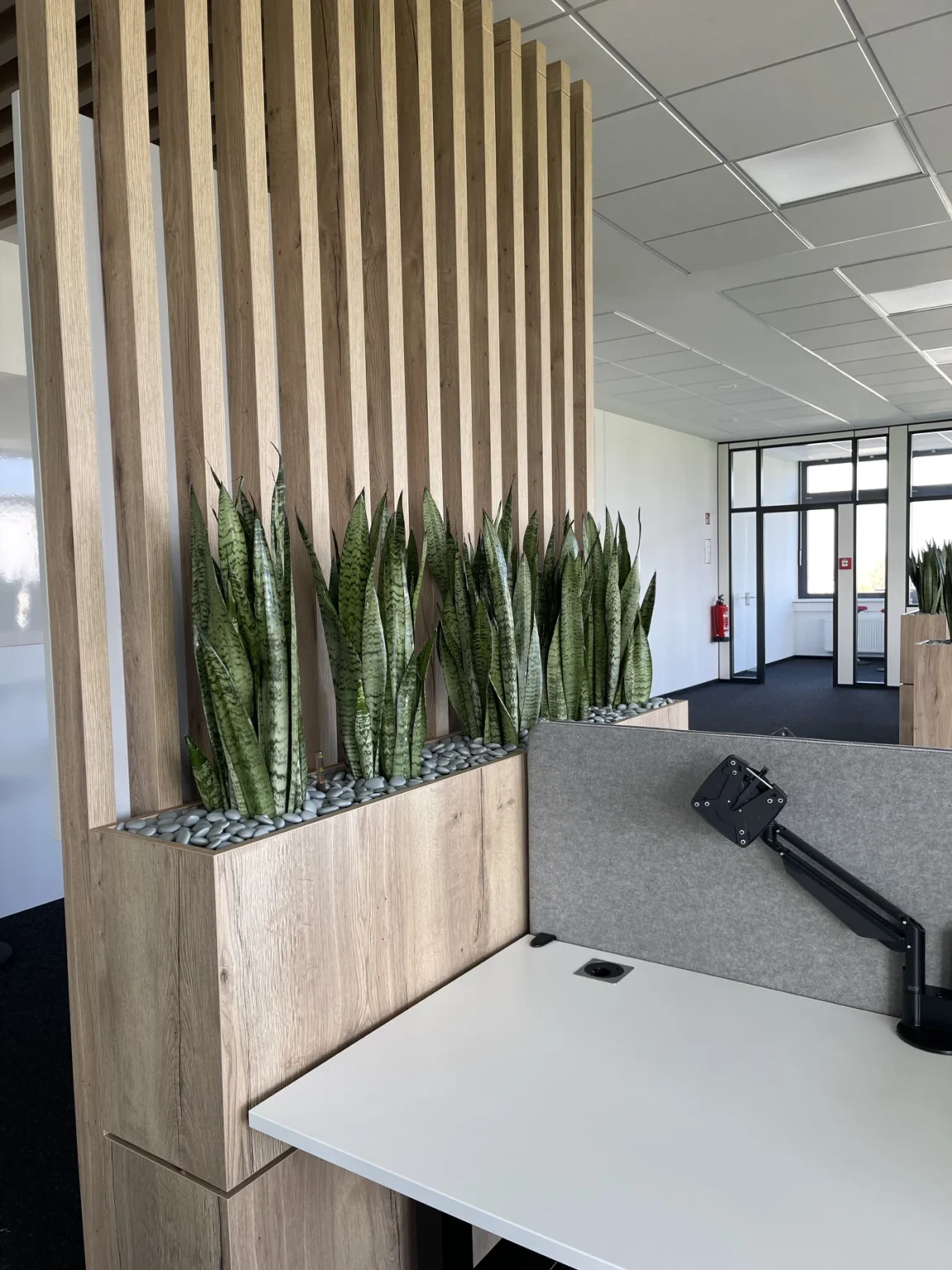 Begrünter Raumteiler in Holzoptik neben einem Arbeitsplatz