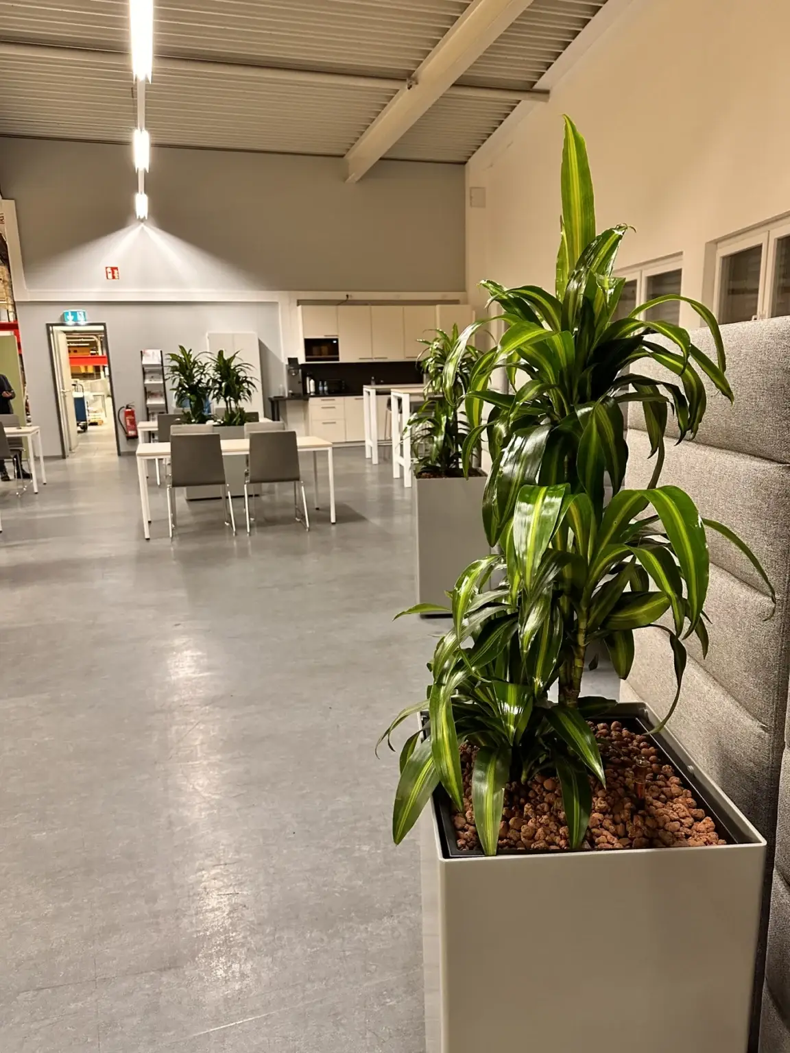 Lebende Blattpflanze in einem Gefäß im Kantinenbereich